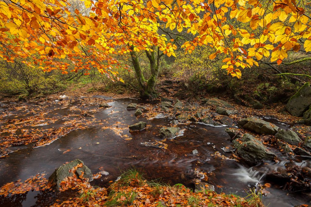 Stromend water fotograferen in de Hoge Venen: de Bayehon onder oranje herfstbladeren met 2 seconden sluitertijd