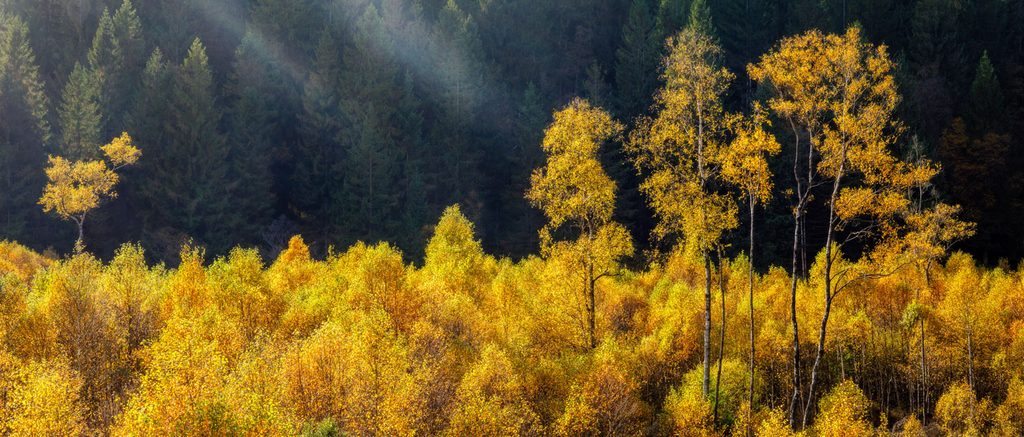 Goudgele berken in tegenlicht en ochtendnevel, panorama van herfstkleuren in de Hoge Venen