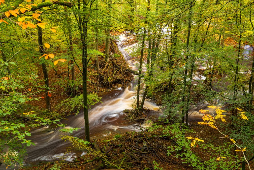 De Hoëgne door het vroege herfstbos, Hoge Venen fotograferen vanuit een hoog standpunt