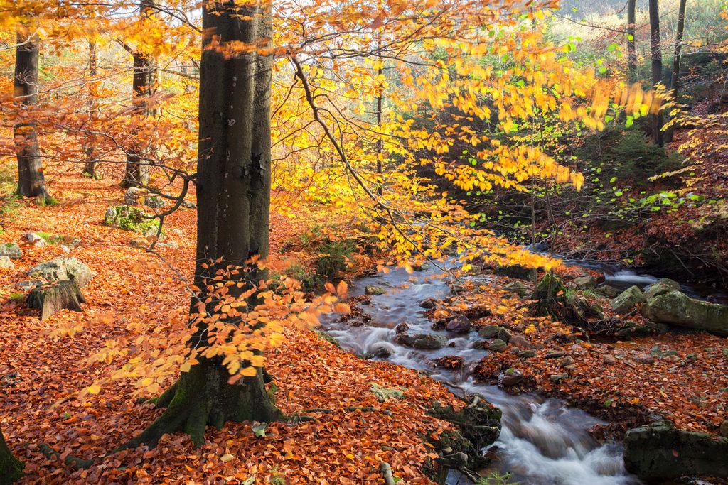 De Statte meandert door kleurrijk herfstbos, Hoge Venen fotograferen in de herfst met lange sluitertijd en polarisatiefilter