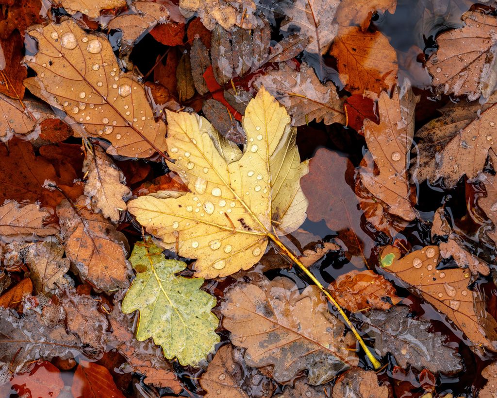 Natte herfstbladeren met waterdruppels in de Statte, detailfoto bij egaal herfstlicht