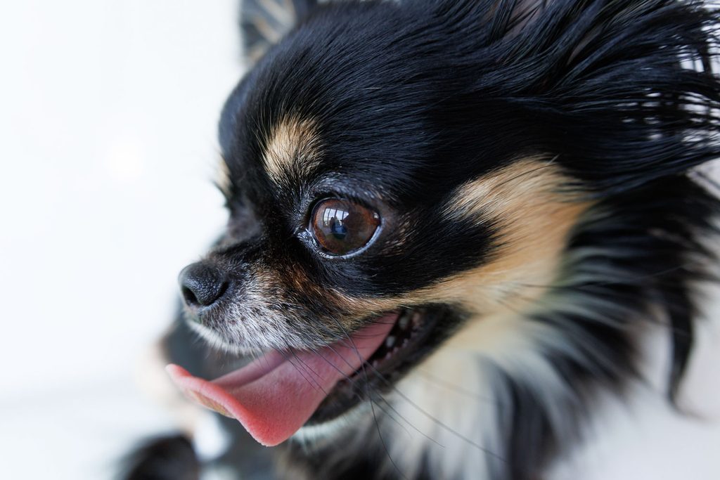 close-up foto van chihuahua