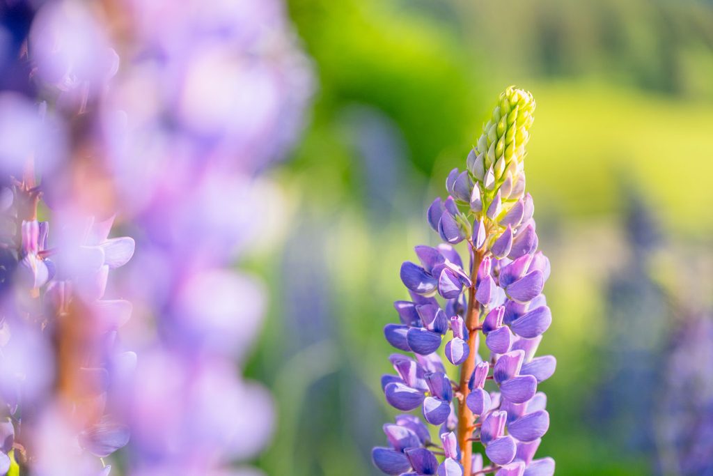 close-up van paarse bloem
