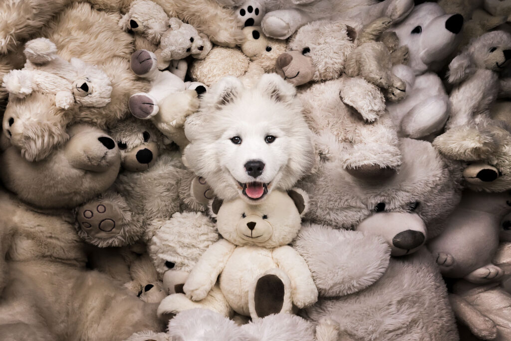 The real teddy bear Rhea Nellen Zwitserland