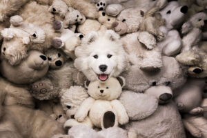 The real teddy bear Rhea Nellen Zwitserland