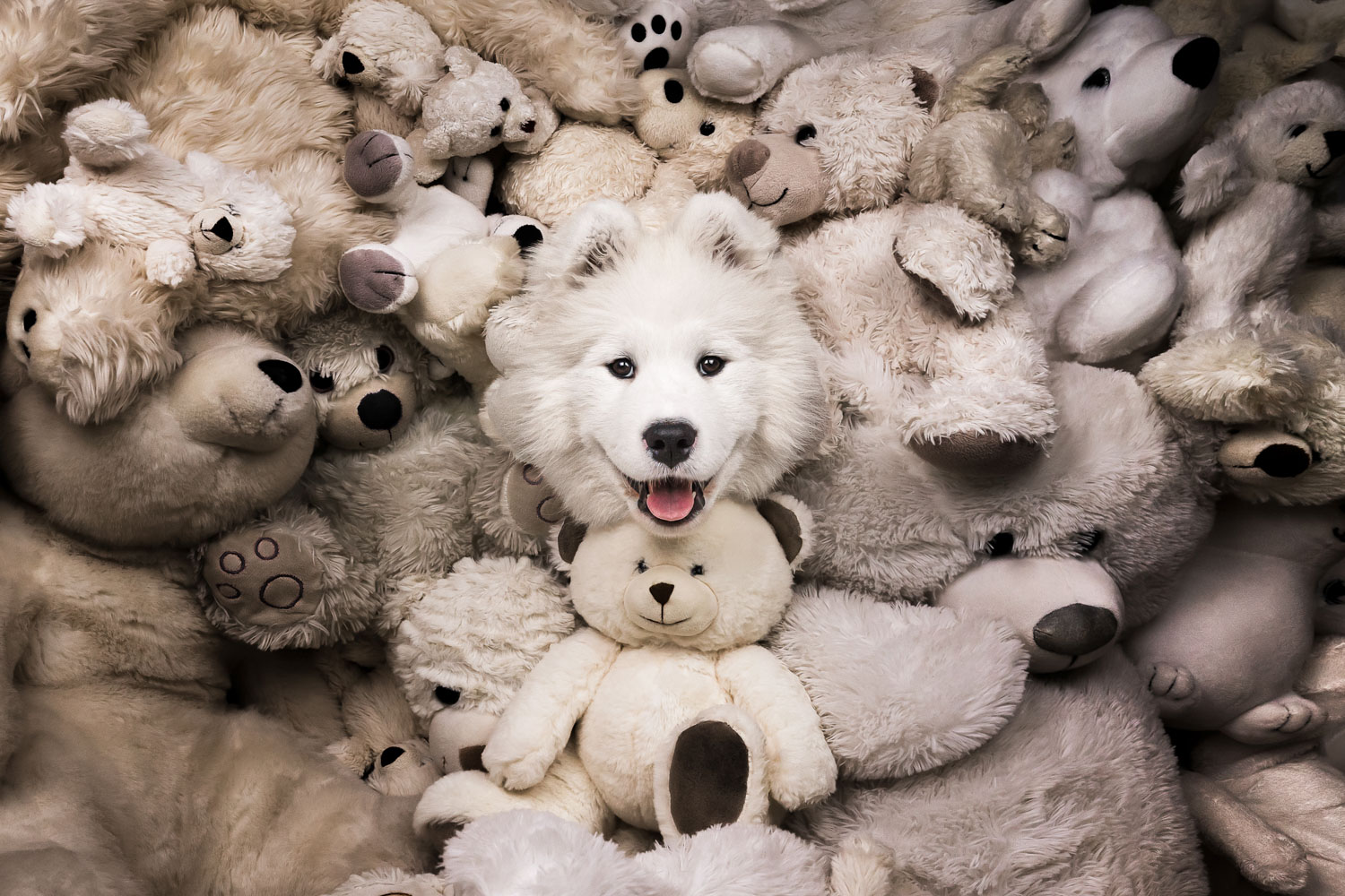 The real teddy bear Rhea Nellen Zwitserland