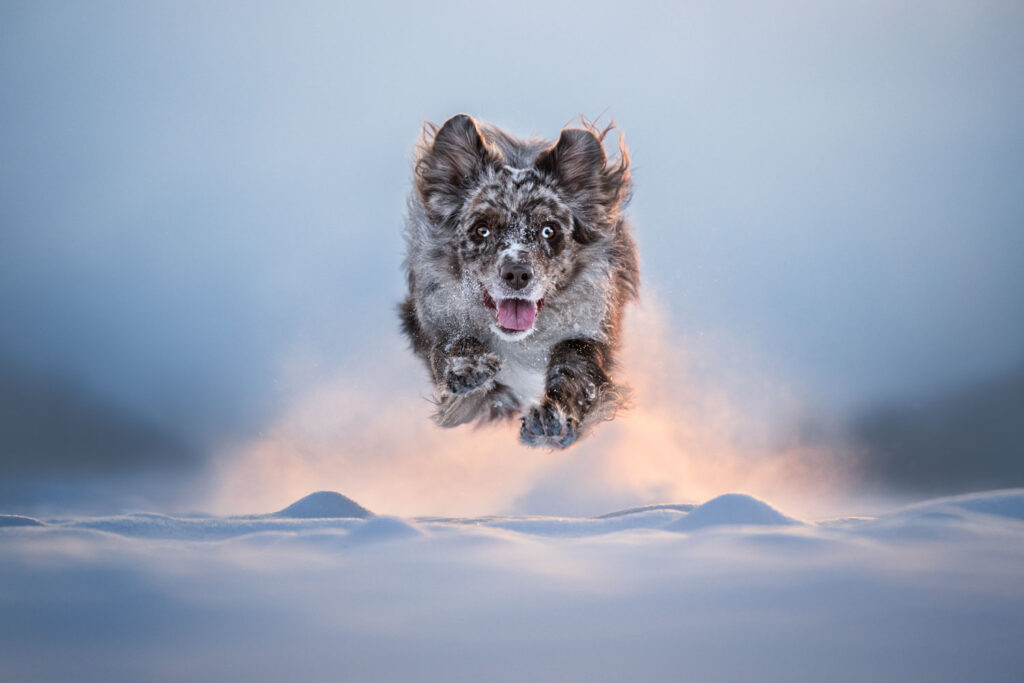 Australian Shepherd rent in de sneeuw frontaal naar de camera, in warm avondlicht.