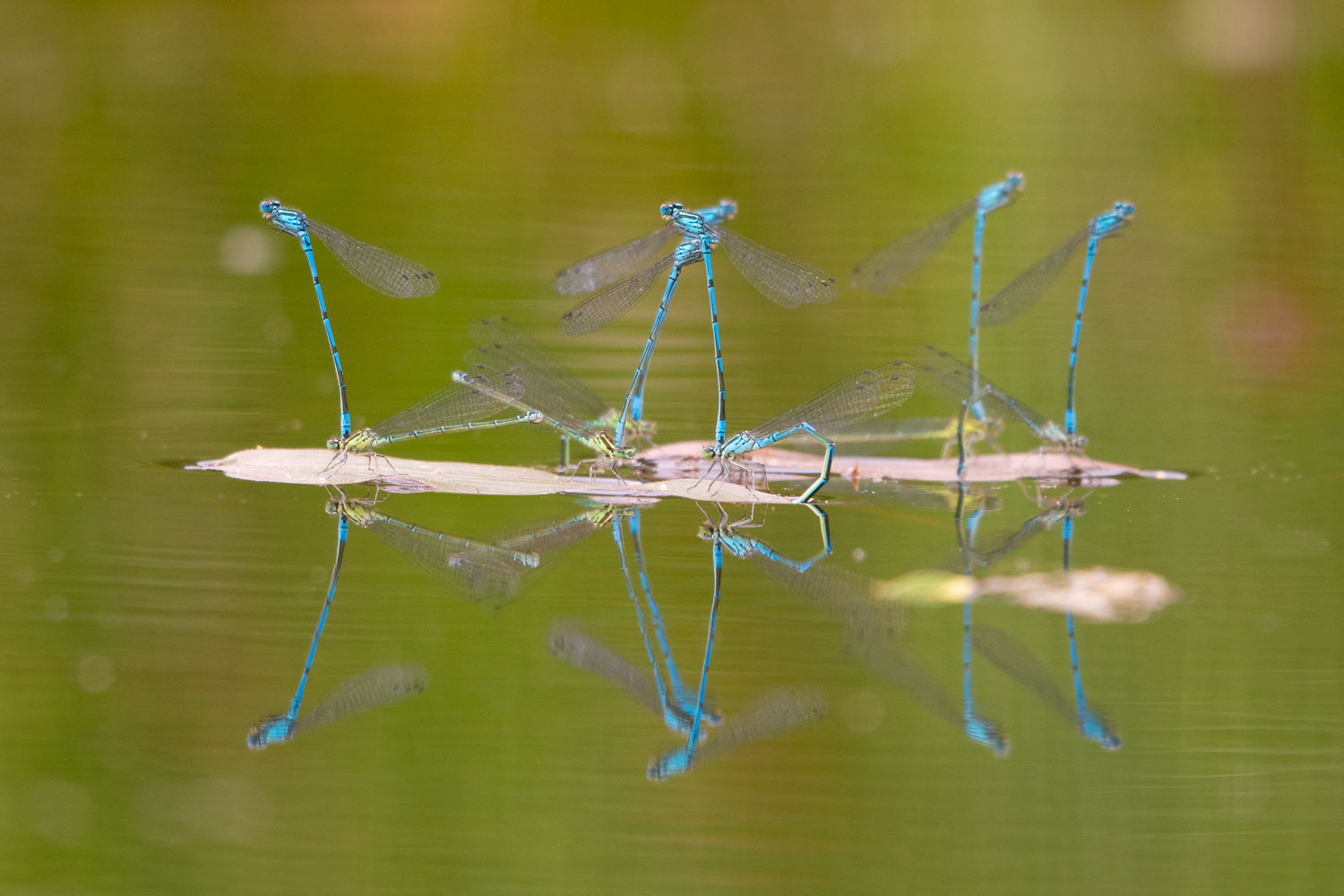 Waterinsecten fotograferen: parende en eierleggende azuurwaterjuffers met spiegeling in het water