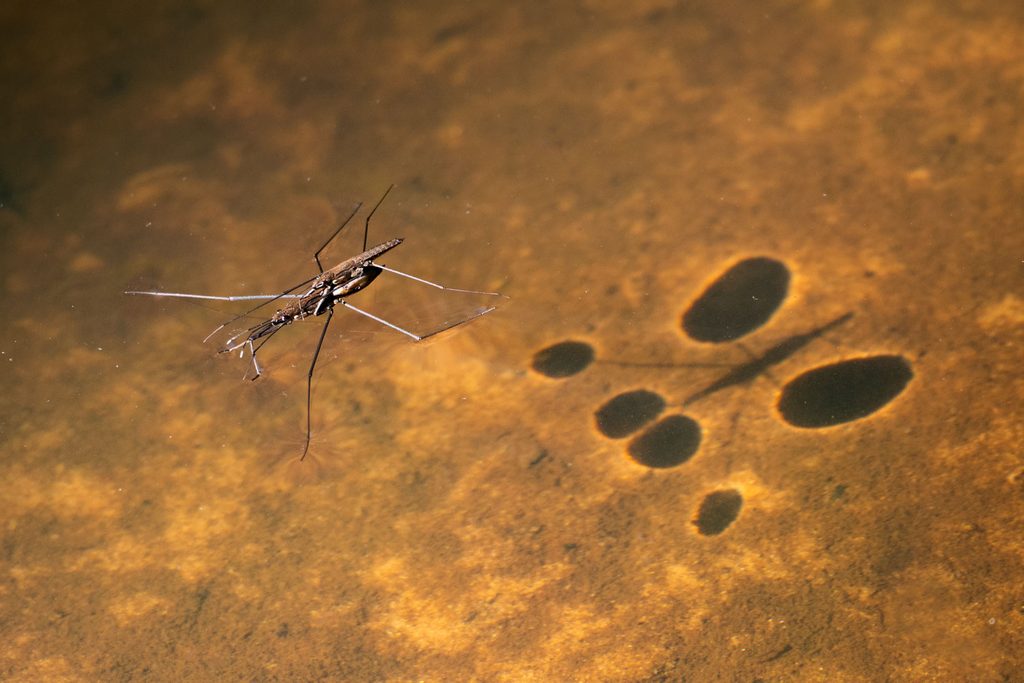 Waterinsecten fotograferen vanaf de waterkant: beekschaatsenrijder met schaduw op bruinrode beekbodem