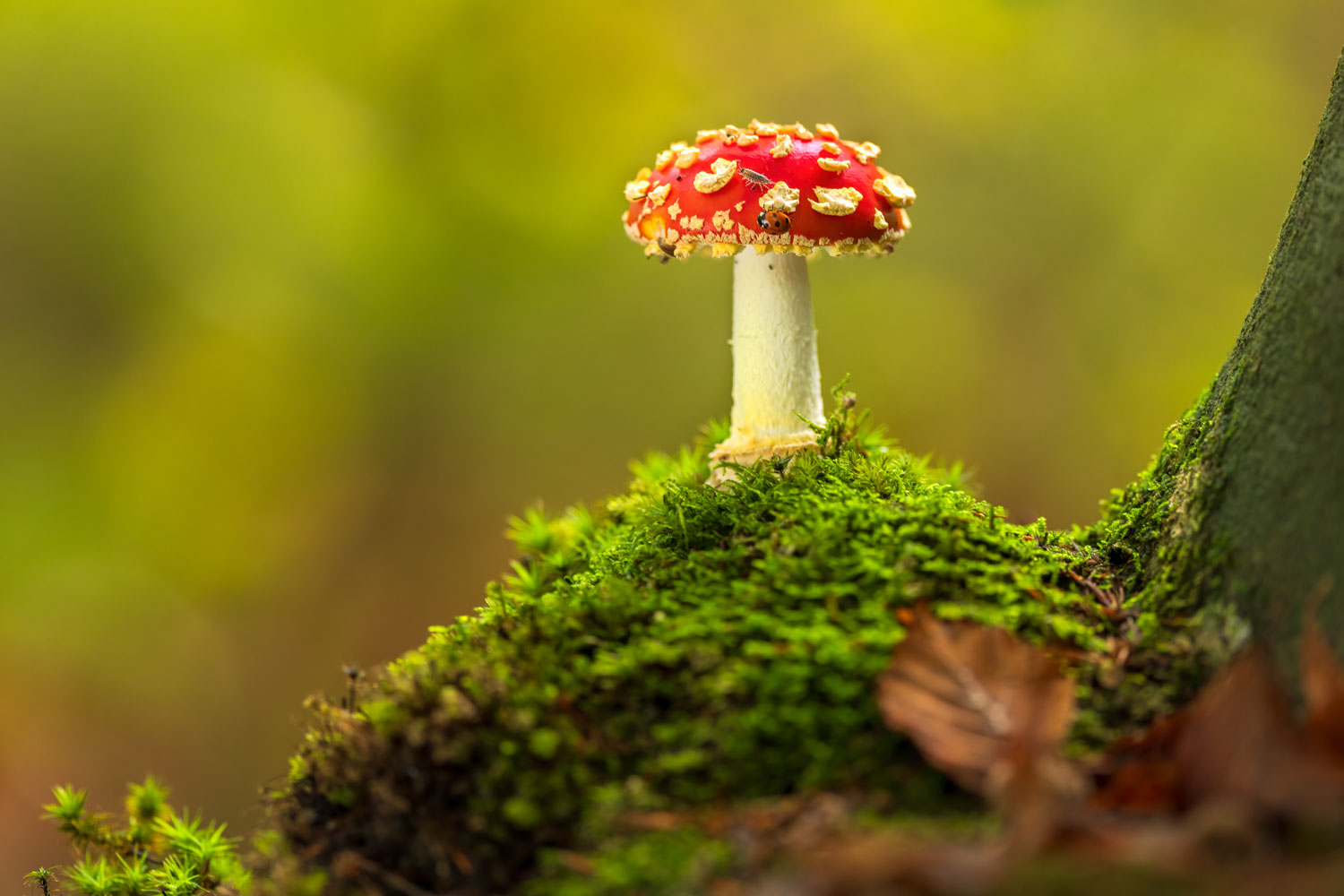 rode vliegenzwam met lieveheersbeestje centraal op een mosheuvel in het bos