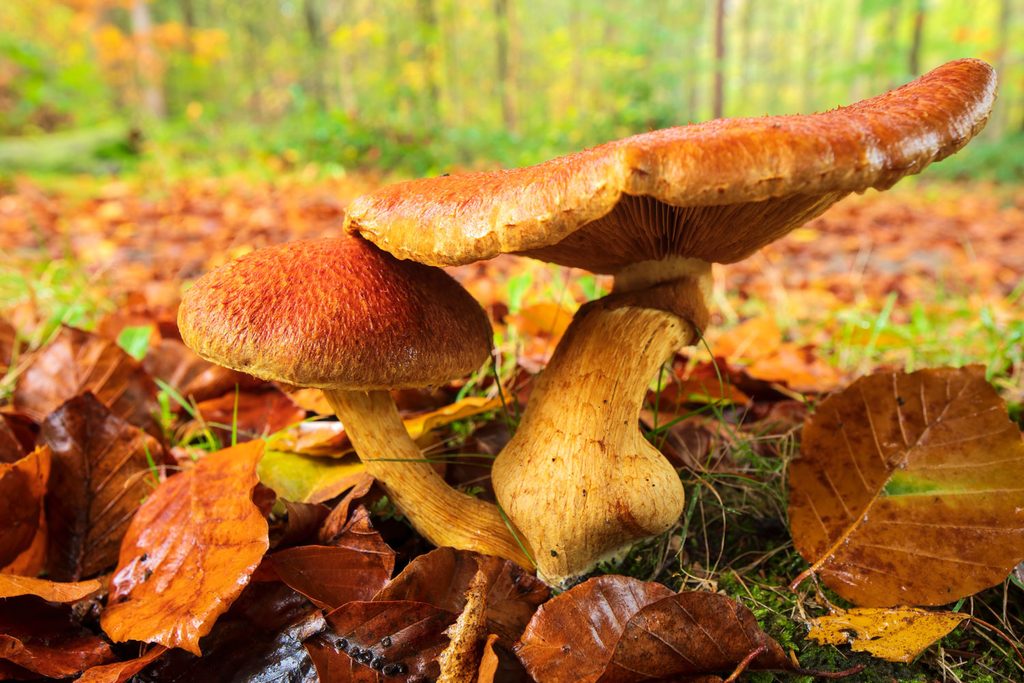 Macrofotografie in de herfst met groothoek: prachtvlamhoeden tussen gevallen bladeren met het bos op de achtergrond