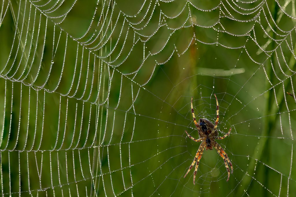 Macrofotografie in de herfst: spin in een spinnenweb vol dauwdruppels in tegenlicht