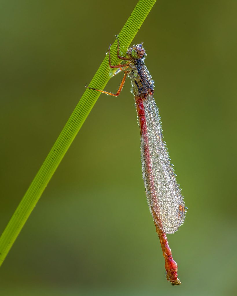 Macrofotografie in de herfst: koraaljuffer bedekt met ochtenddauw op een grasstengel tegen een wazige groene achtergrond