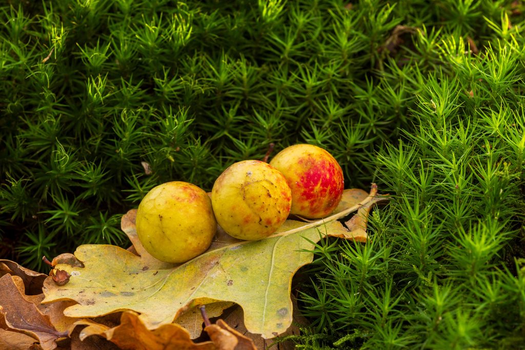Macrofotografie in de herfst: gallen op een eikenblad tussen groen mos in strijklicht, gemaakt met focus stacking