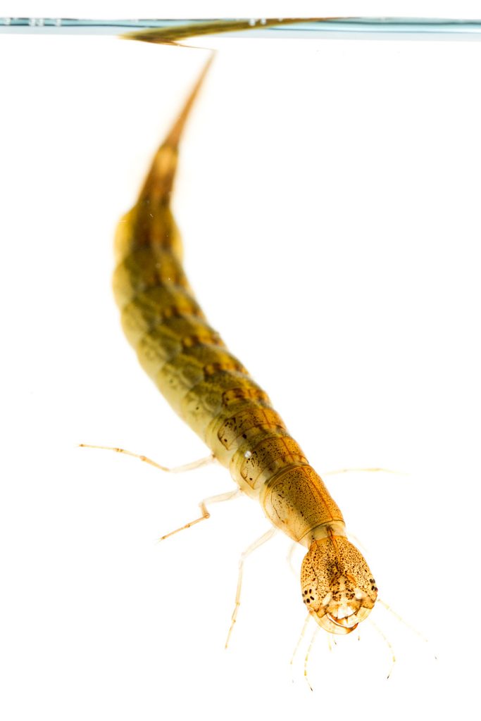 Waterinsecten fotograferen tegen witte achtergrond: larve van de geelgerande watertor in een cuvet
