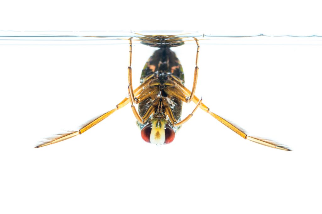Waterinsecten fotograferen met opaal acrylaat: doorschijnende libellenlarve tegen witte achtergrond