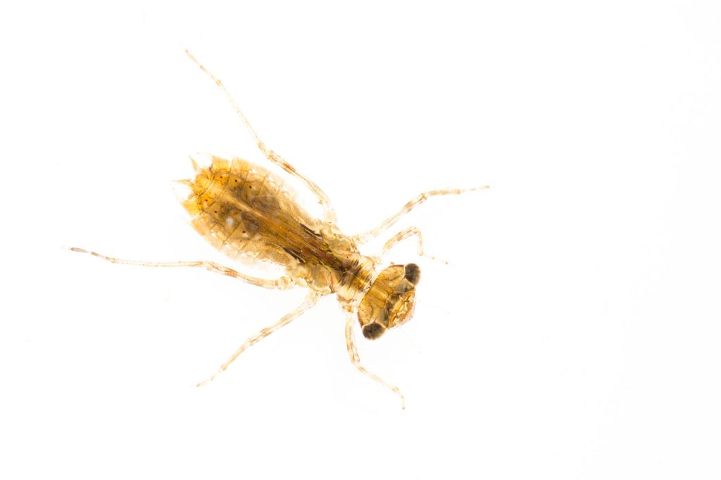 Waterinsecten fotograferen: gewoon bootsmannetje ondersteboven onder de waterspiegel tegen witte achtergrond