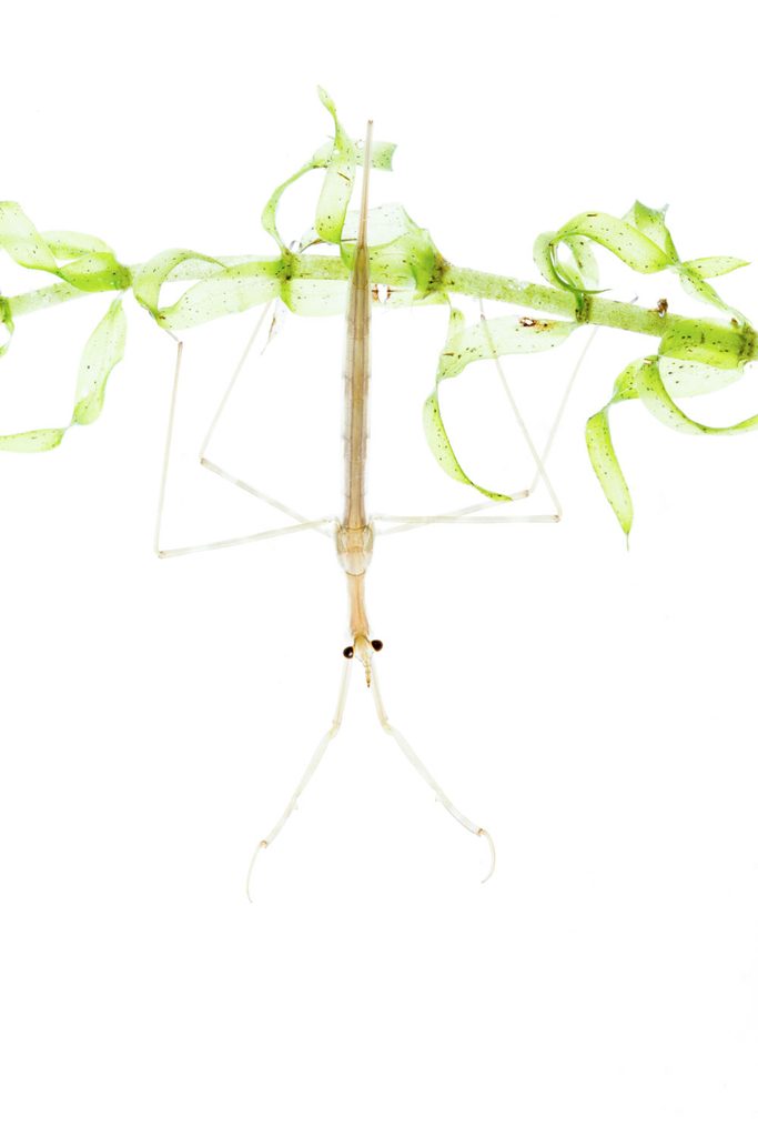 Waterinsecten fotograferen in een cuvet: staafwants op waterplant tegen witte achtergrond