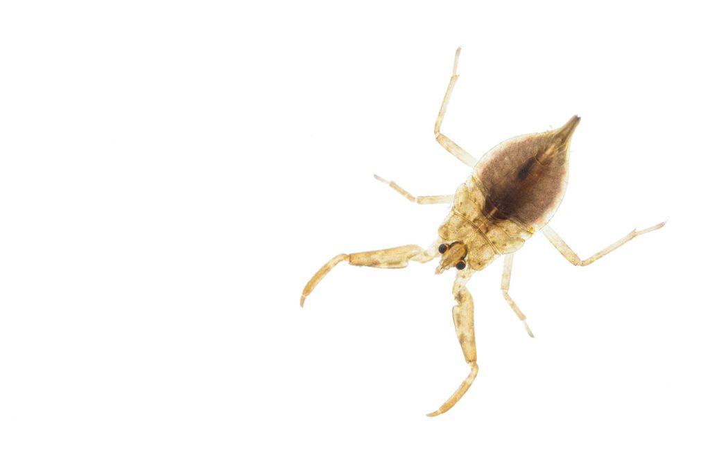 Waterinsecten fotograferen in de sloot: vervaarlijk uitziende waterschorpioen tegen spierwitte achtergrond