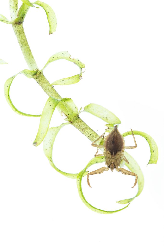 Waterschorpioen op stengel van een waterplant, macrofotografie van wantsen in een cuvet