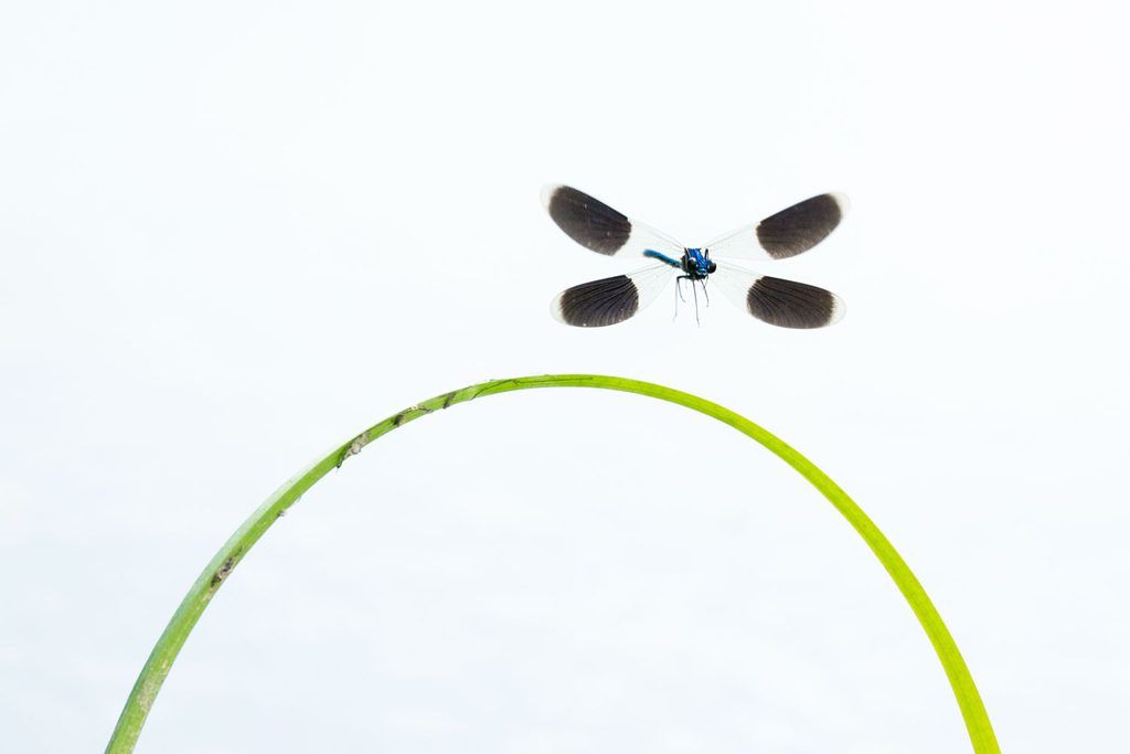 Waterinsecten fotograferen in high-key: mannetje weidebeekjuffer landt op een spriet boven het water