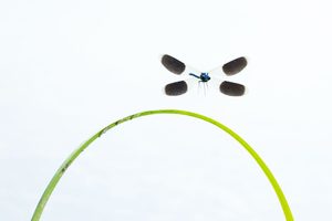 Waterinsecten fotograferen in high-key: mannetje weidebeekjuffer landt op een spriet boven het water