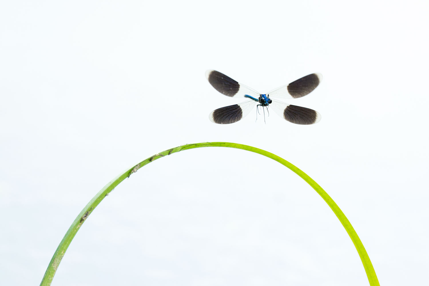 Waterinsecten fotograferen in high-key: mannetje weidebeekjuffer landt op een spriet boven het water